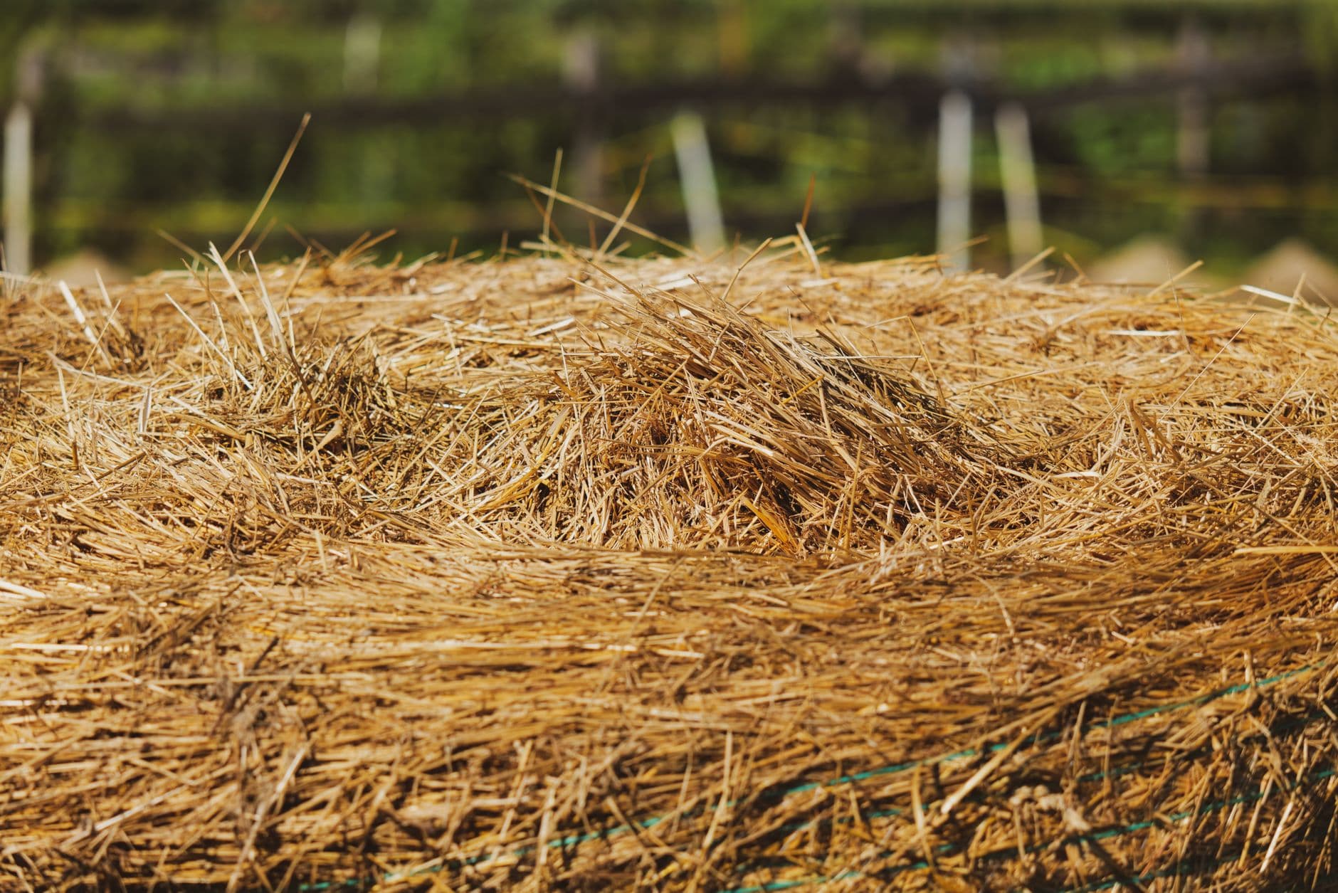 A close-up of a dried grass hay bale