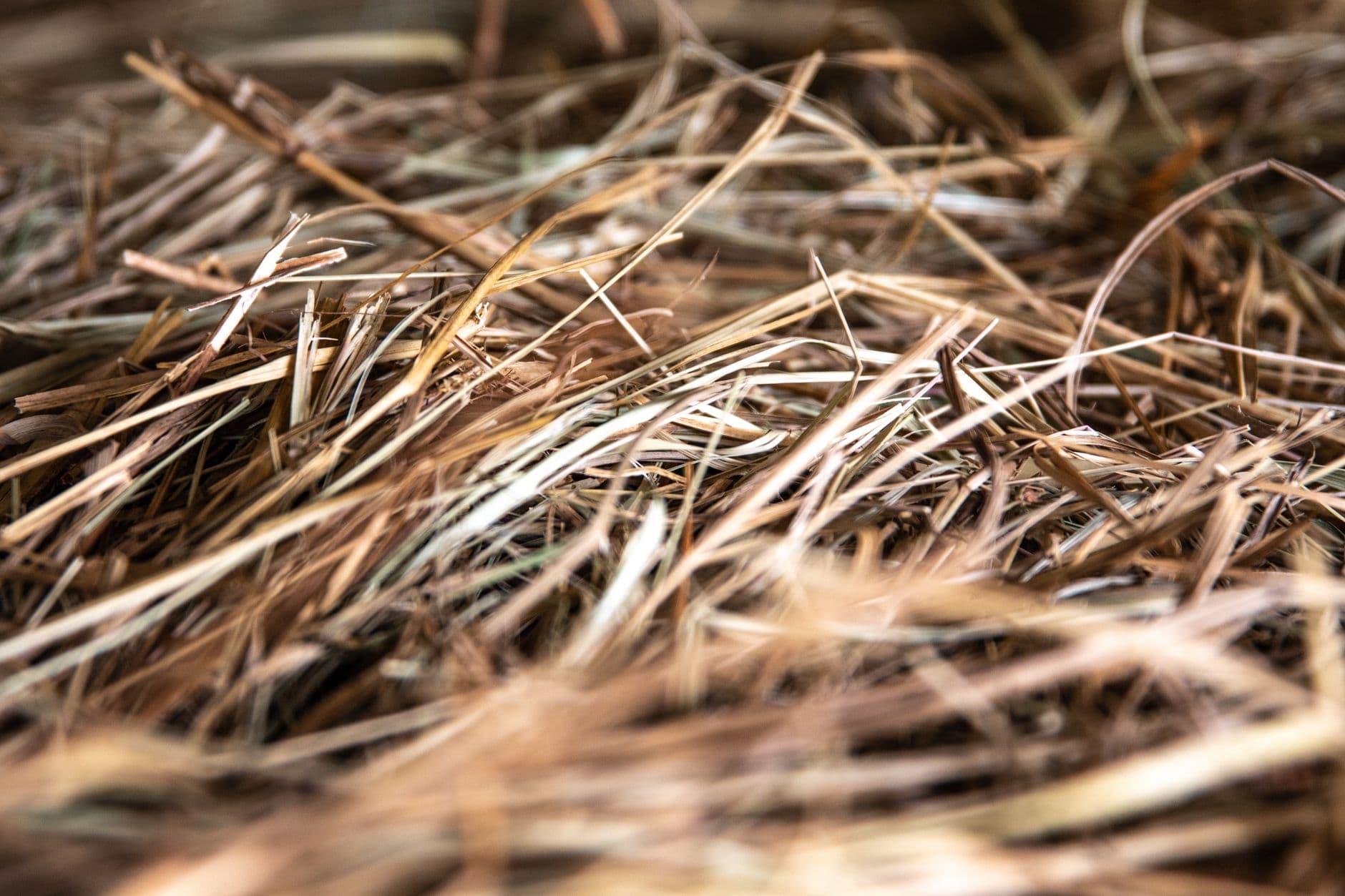 Dry hay and straw photographed close up to show the texture