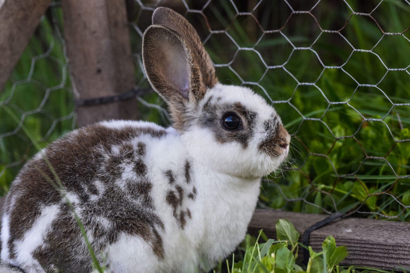 A large rabbit enclosure with a raised shelter and an attached mesh run on grass