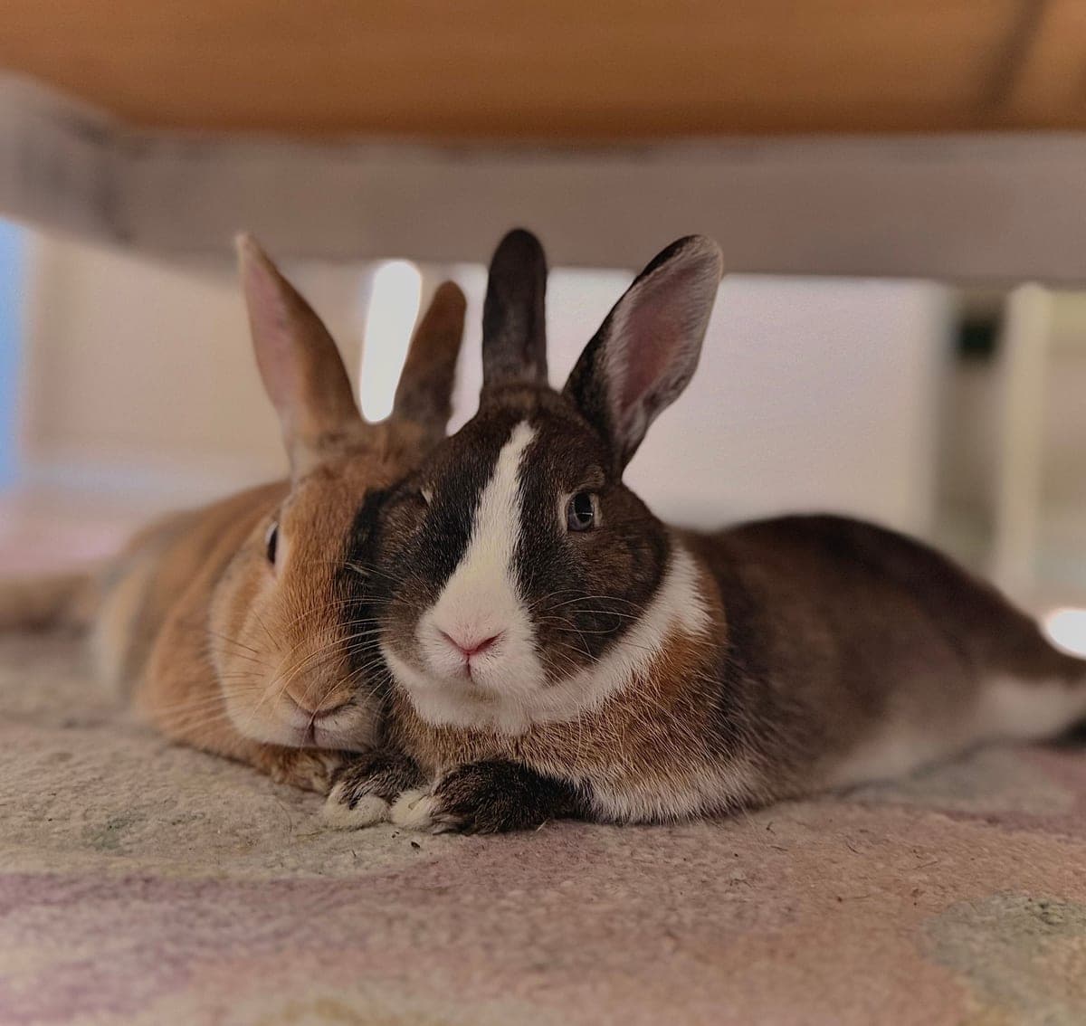An indoor rabbit pen with a solid floor mat and a timber shelter inside