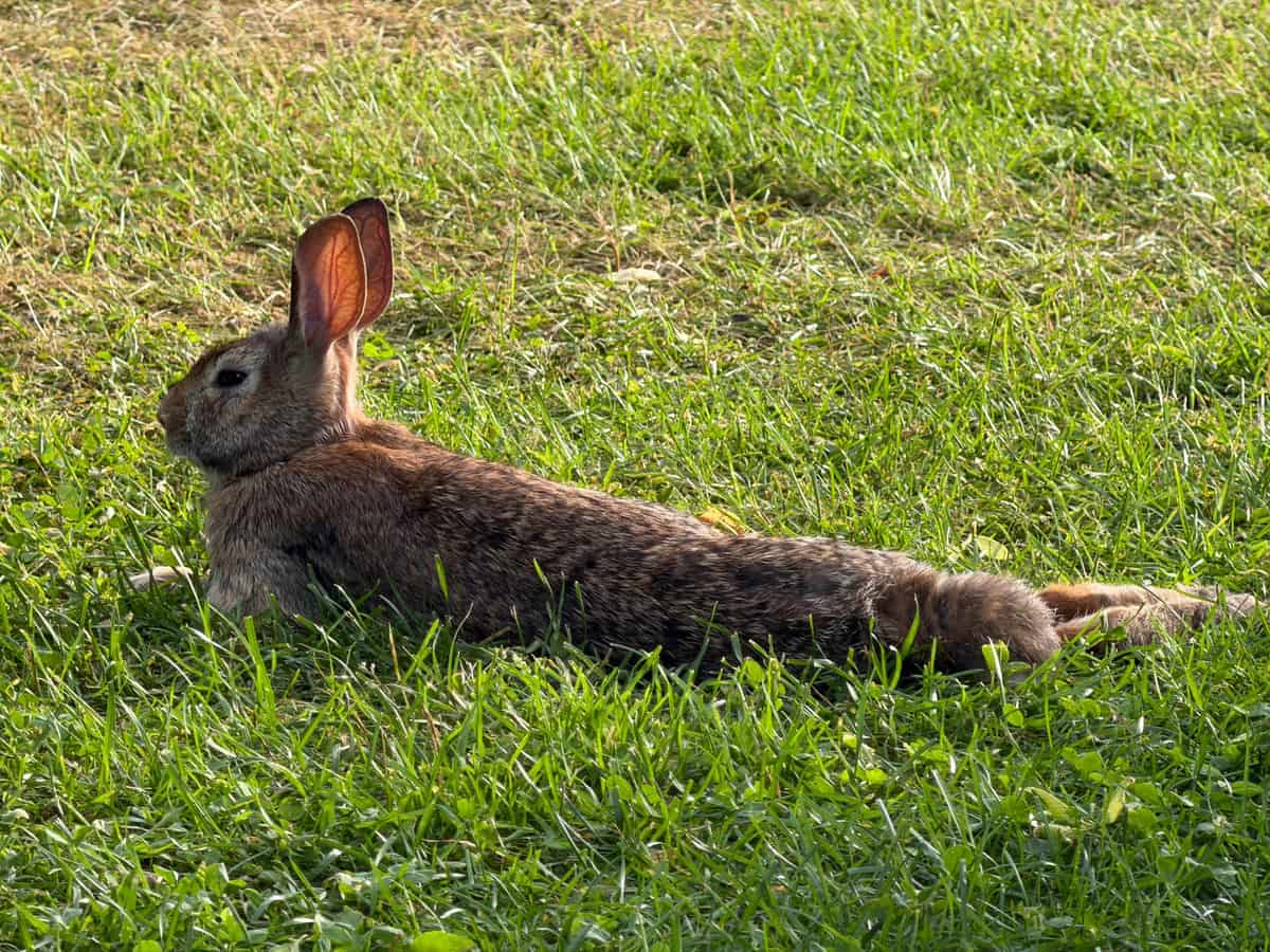 A large breed rabbit stretched out fully in a spacious enclosure