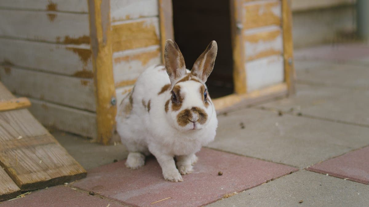 A raised timber rabbit hutch with a pitched asphalt roof in a garden