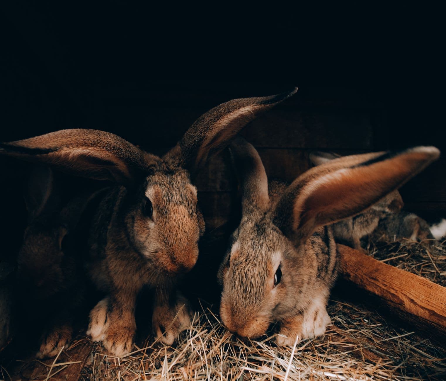 Two rabbits feeding from loose dried hay in a wooden shelter
