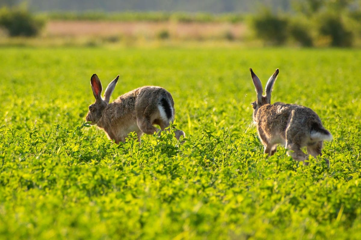 Two rabbits in a large run with a shelter and a hay rack
