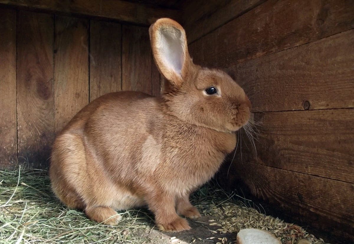 A rabbit hutch raised on legs with a covered front and deep straw bedding in winter